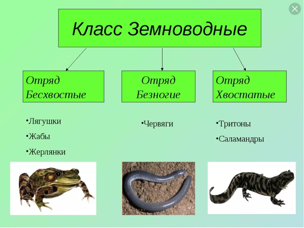 Заполните схему класс пресмыкающиеся