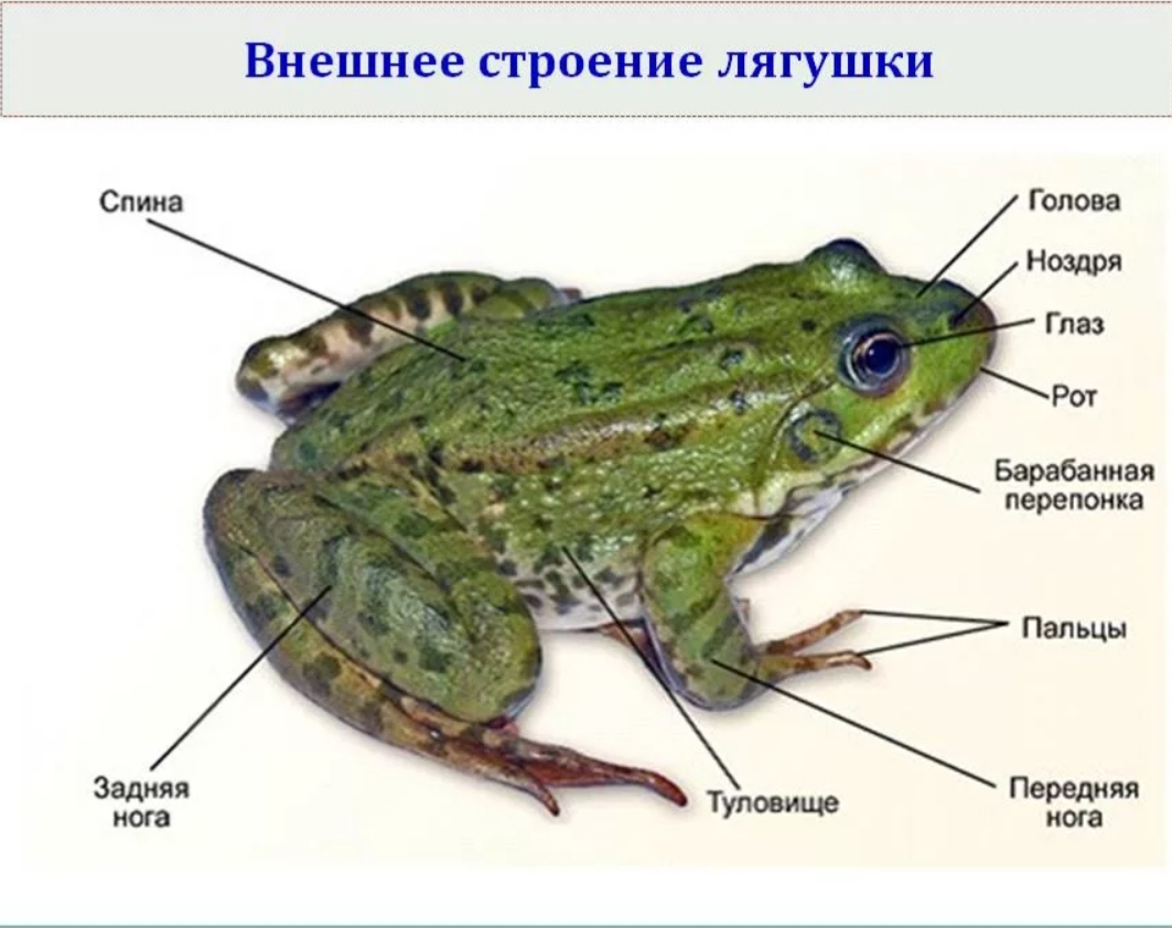 Тело земноводных состоит из. Внешнее строение зеленой лягушки. Земноводные строение лягушки. Название частей тела лягушки. Внешнее строение Озерной лягушки.