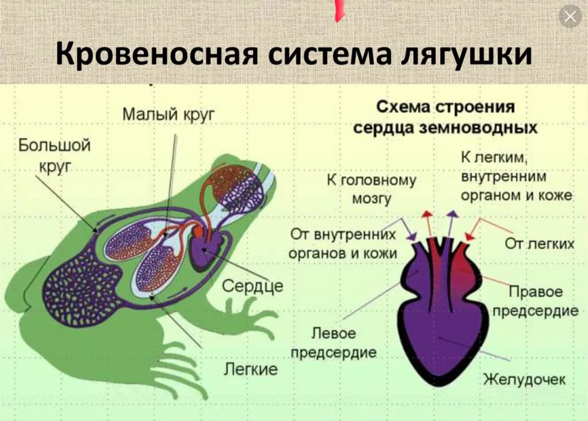 Какая особенность строения дыхательной системы головастиков. Строение кровеносной системы амфибий схема. Кровообращение строение сердца земноводных. Малый круг кровообращения у земноводных схема. Строение кровообращения лягушки.