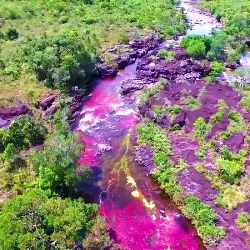 Пролетая над бассейном реки я видел. Река Каньо-Кристалес Колумбия. Разноцветная река Каньо-Кристалес (Колумбия). Радужная река Каньо Кристалес. Каньо Кристалес река пяти цветов.