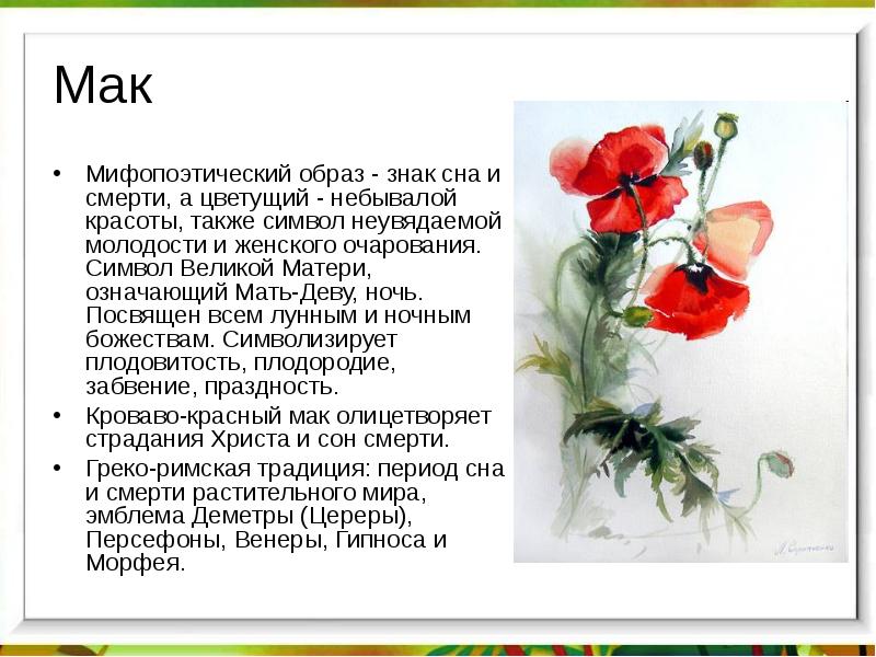 Цветок мака рассказ. Мак значение цветка. Рассказ про Мак. Что означают маки на языке цветов. Что символизирует Мак цветок.