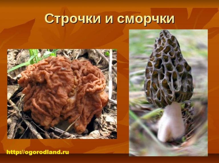 Строчок обыкновенный (Gyromitra esculenta)