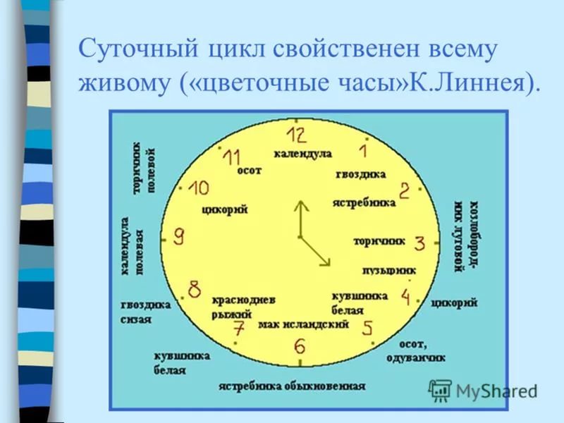 Цветочные часы растений