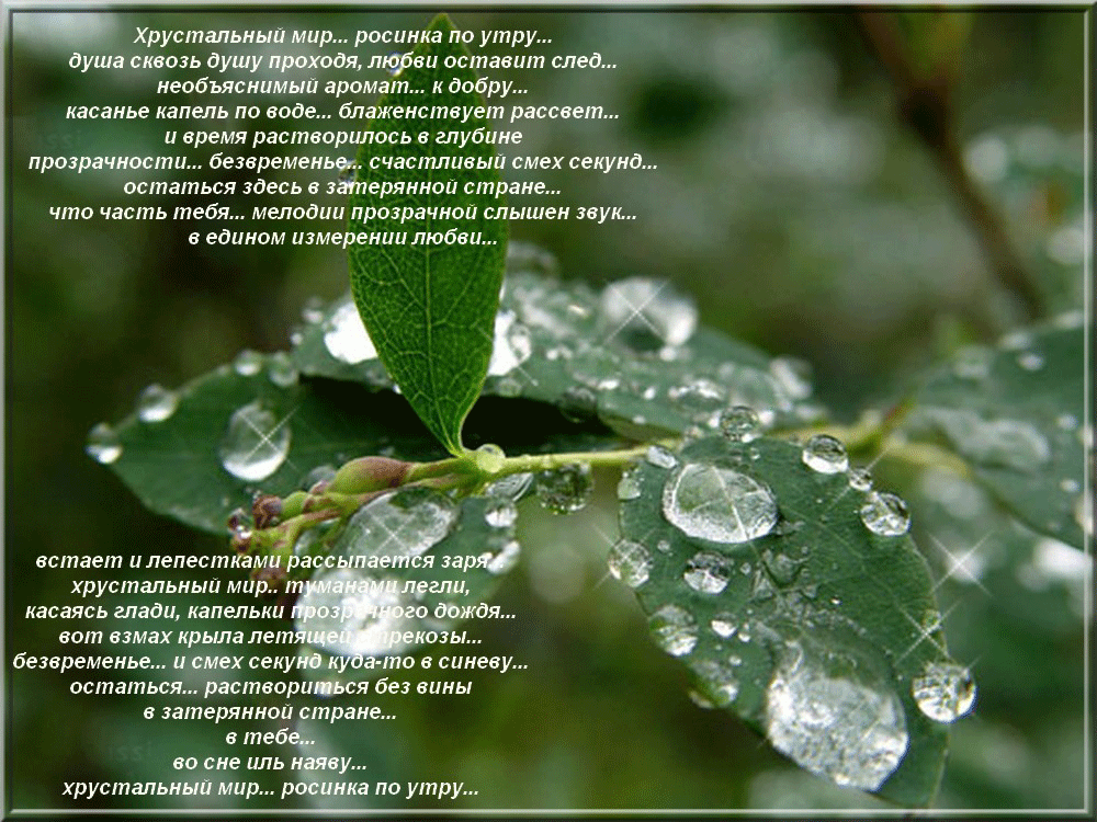 Теплая небесная вода для растений тоже. Весенний дождик. Стихи про капельки. Капли дождя на цветах стихи.