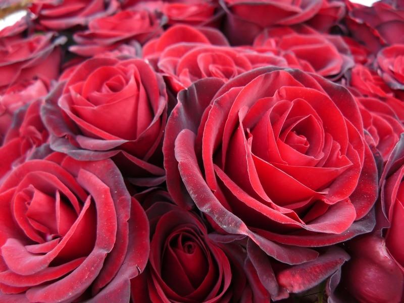 Французский язык. Песня "Миллион алых роз" - "Un million de roses  écarlates" - на французском; текст, перевод, видео - Прочее