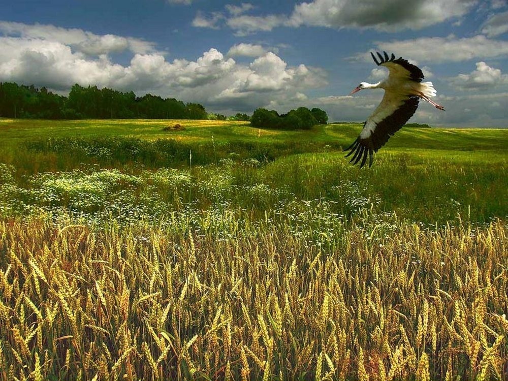 Как ясен август нежный и спокойный. Белоруссия поле Аист. Птицы над полем. Красивая природа Беларуси. Птицы в поле.