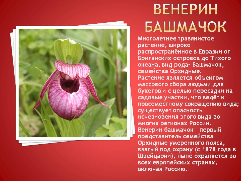 Интернет Магазин Редких Растений