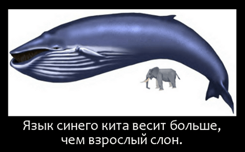 Сколько весит язык синего кита?
