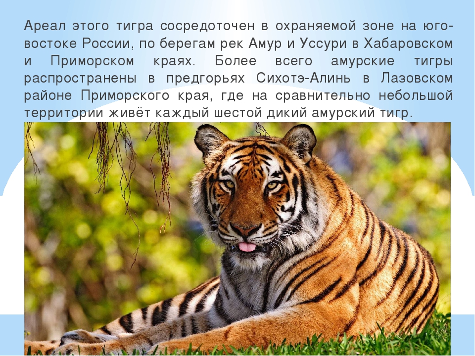 Тигры живущие в россии. Местообитание Амурского тигра. Обитания тигров в России. У тигров полосатая кожа. Амурский тигр обитание.