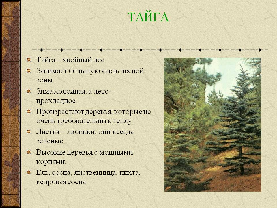 Текст хвойная. Описание тайги. Тайга описание природной зоны. Особенности леса тайги. Характеристика тайги.