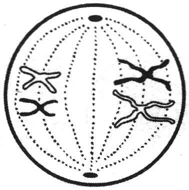 Метафаза 1 мейоза 1 рисунок