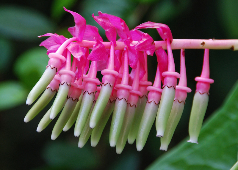 Cavendishia bracteata