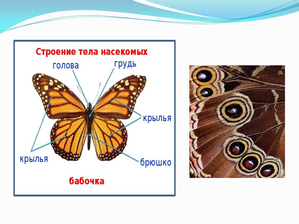 Бабочки относятся к группе. Брюшко бабочки. В группе бабочки относятся. Бабочки относятся к классу. К какому классу относится бабочка.