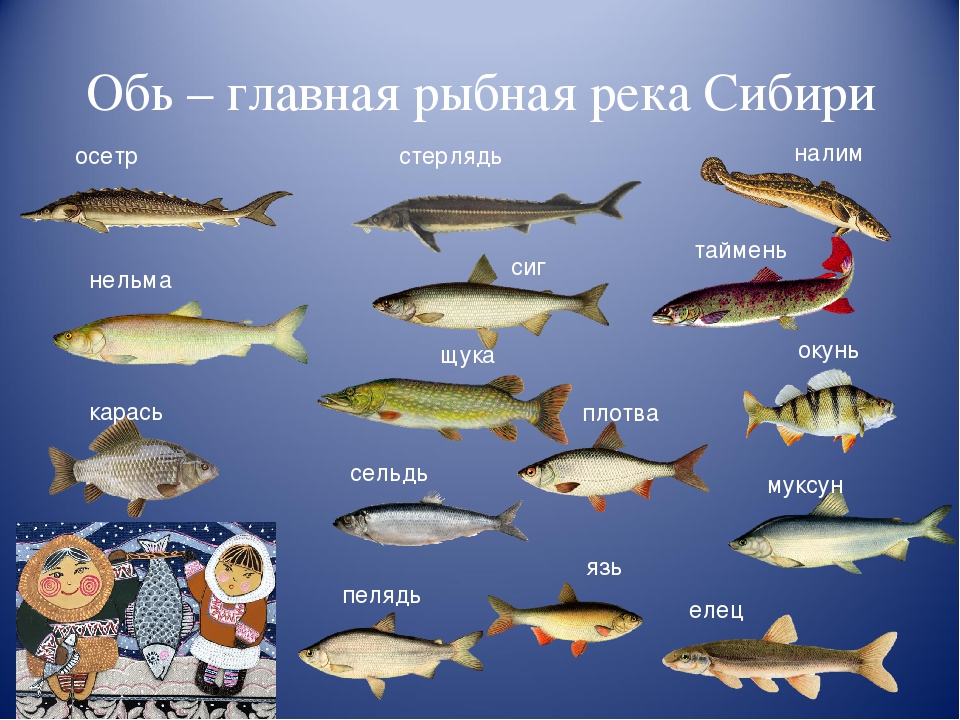 Сколько видов рыб водится в охотском