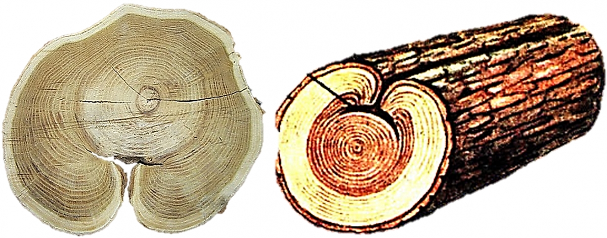 Как называется рисунок на срезе древесины