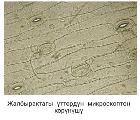 Кайсы сүрөттө жабуучу ткань көрсөтүлгөн?